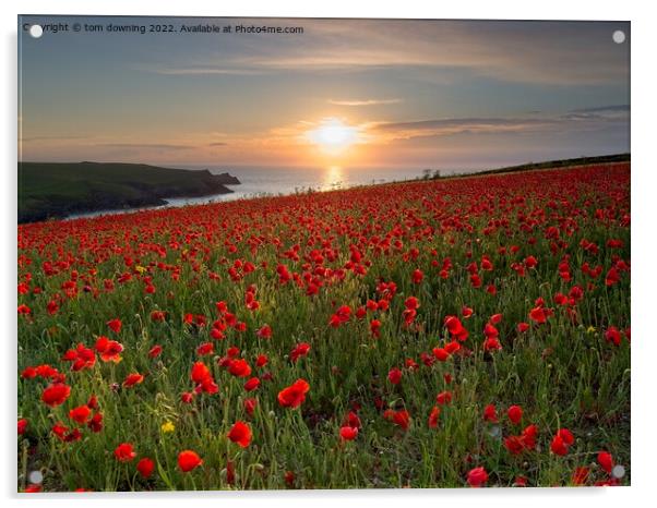 Poppy's at Sunset  Acrylic by tom downing
