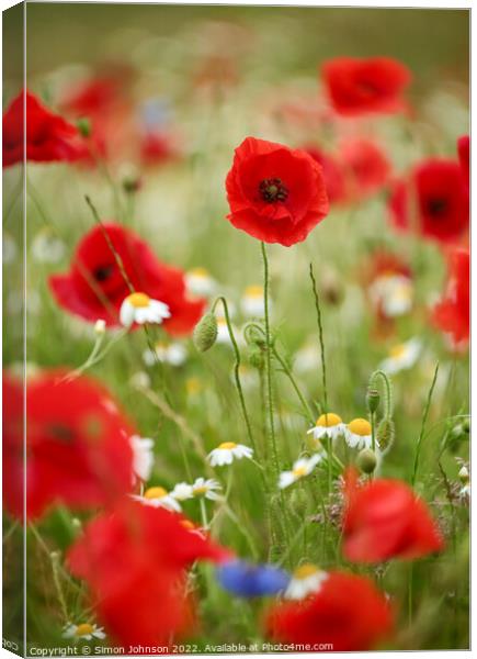 Poppy flowers Canvas Print by Simon Johnson