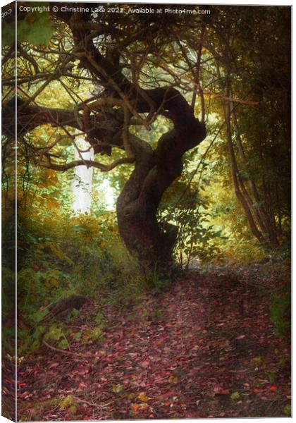 The Woodland Path Canvas Print by Christine Lake