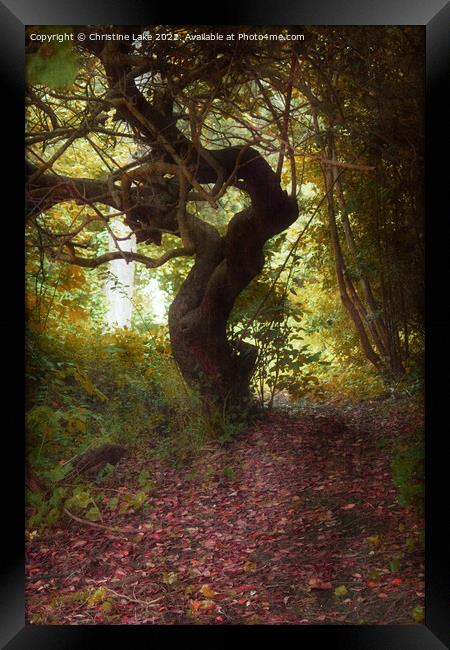 The Woodland Path Framed Print by Christine Lake