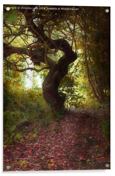 The Woodland Path Acrylic by Christine Lake