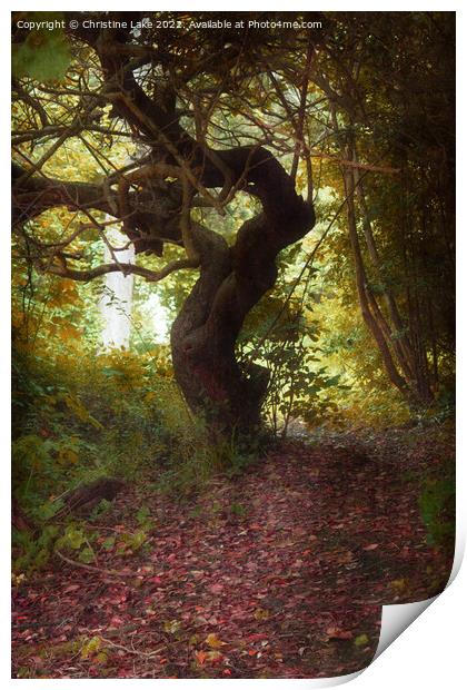 The Woodland Path Print by Christine Lake