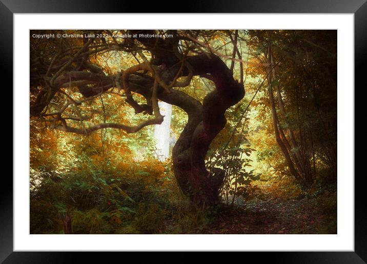 The Woodland Path 2 Framed Mounted Print by Christine Lake