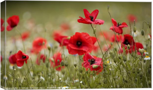 poppy close up Canvas Print by Simon Johnson