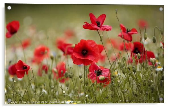 poppy close up Acrylic by Simon Johnson