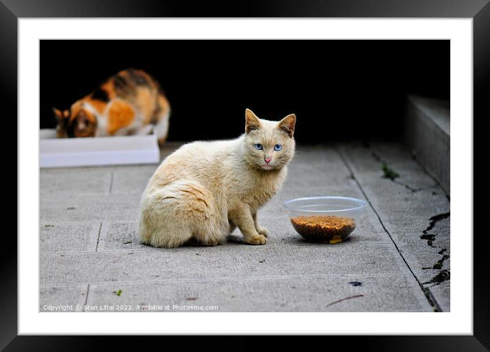 Homeless cat Framed Mounted Print by Stan Lihai
