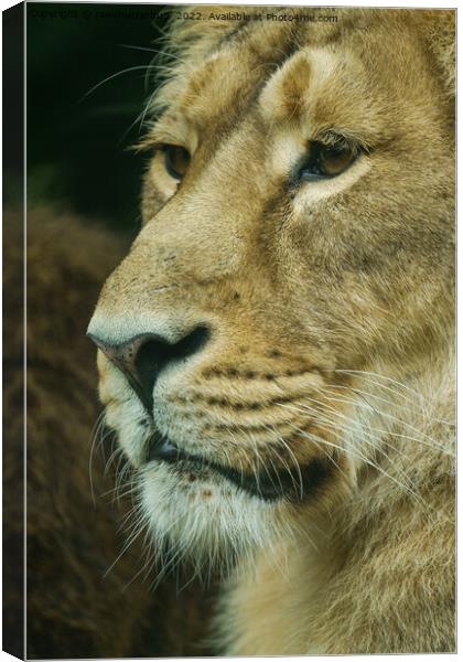 Lion profile Close-Up Canvas Print by rawshutterbug 