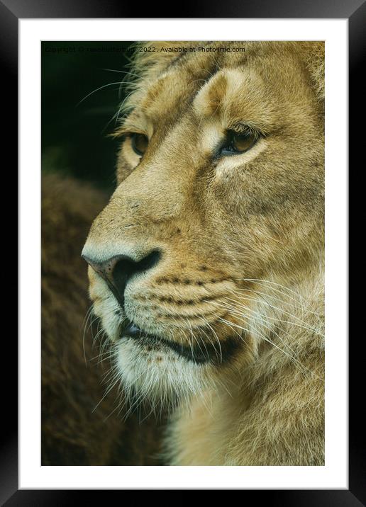 Lion profile Close-Up Framed Mounted Print by rawshutterbug 