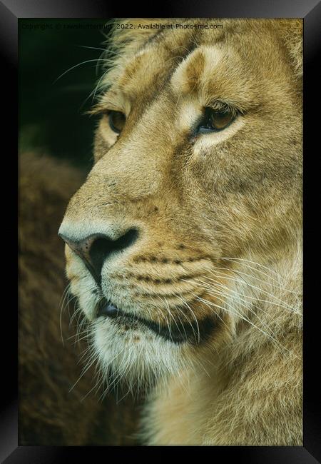 Lion profile Close-Up Framed Print by rawshutterbug 