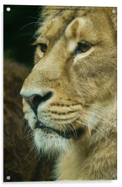 Lion profile Close-Up Acrylic by rawshutterbug 