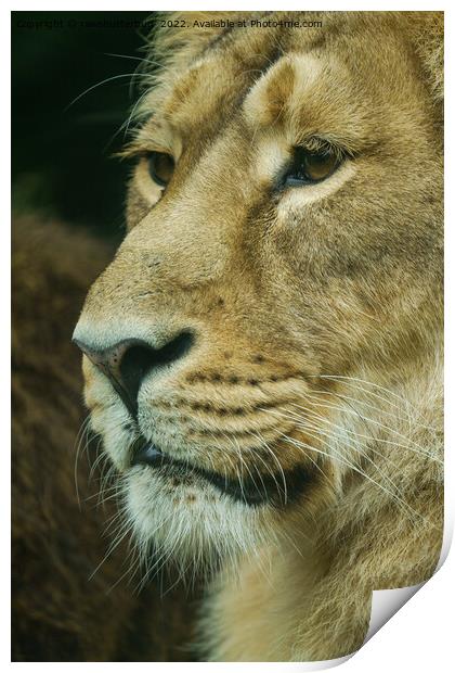Lion profile Close-Up Print by rawshutterbug 