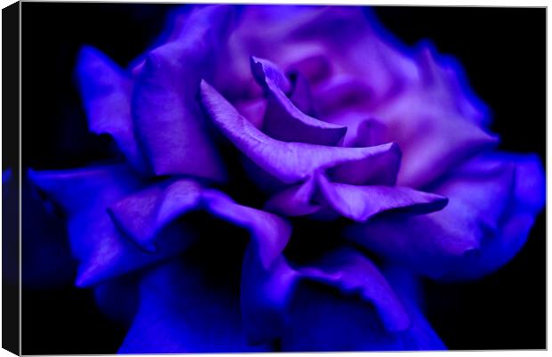 Blue Rose Canvas Print by Alison Chambers