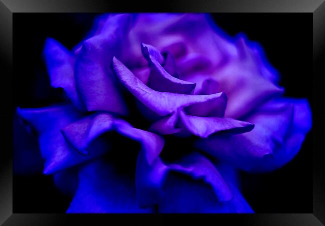 Blue Rose Framed Print by Alison Chambers