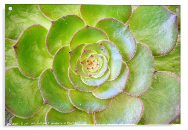 Closeup of a green Sempervivum Plant Acrylic by John Mitchell