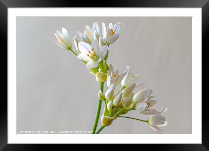 White Allium flowers  Framed Mounted Print by Ian Stone