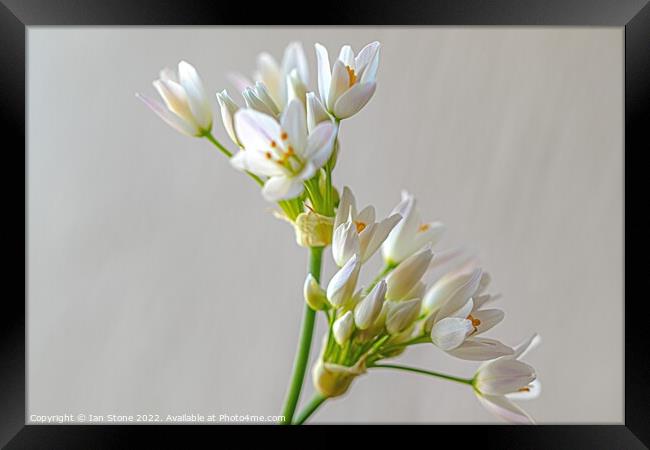White Allium flowers  Framed Print by Ian Stone