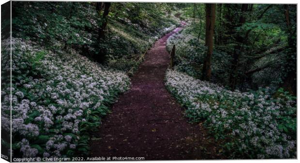 Wild garlic forest walk Canvas Print by Clive Ingram