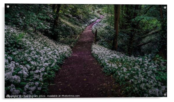 Wild garlic forest walk Acrylic by Clive Ingram