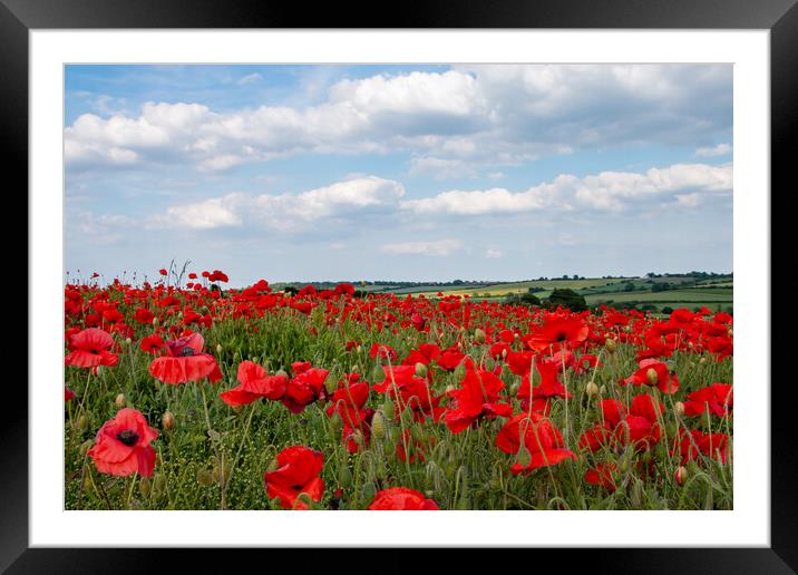 Yorkshire Poppy Field wildflowers Framed Mounted Print by J Biggadike