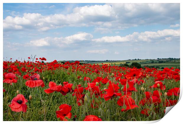 Yorkshire Poppy Field wildflowers Print by J Biggadike