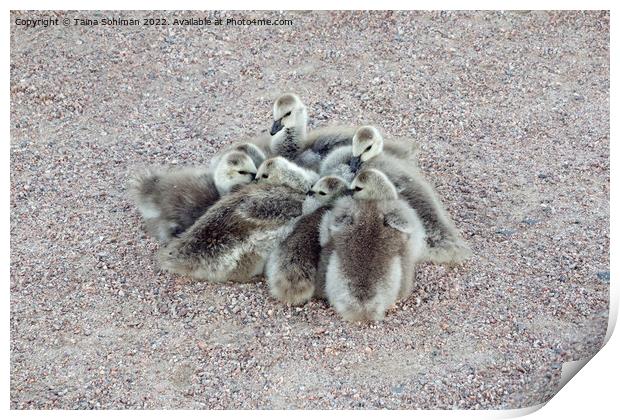 Baby Geese Keeping Warm Print by Taina Sohlman