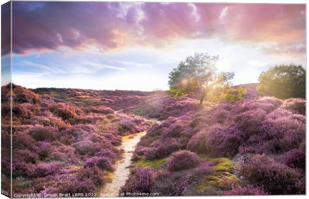 Stunning purple heather landscape at sunrise in Roydon Canvas Print by Simon Bratt LRPS