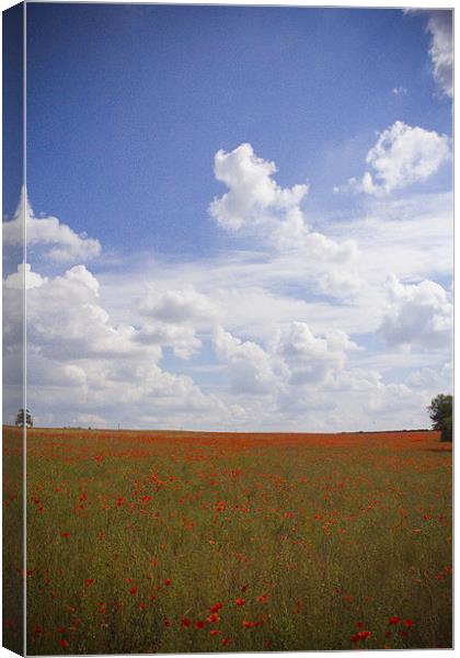 Poppy Field Canvas Print by Steven Shea