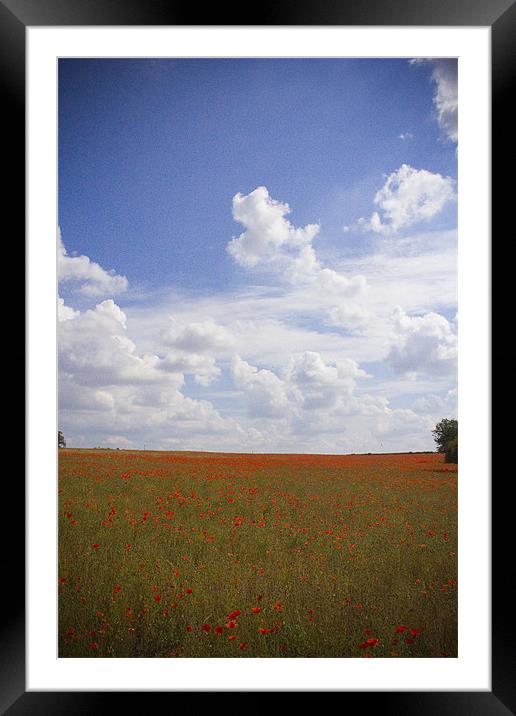 Poppy Field Framed Mounted Print by Steven Shea