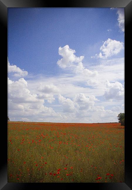 Poppy Field Framed Print by Steven Shea