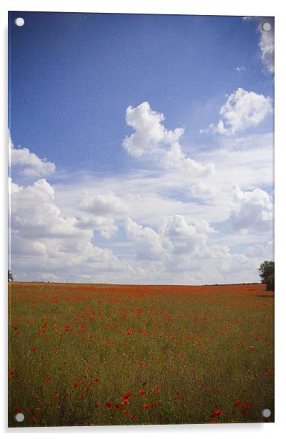 Poppy Field Acrylic by Steven Shea