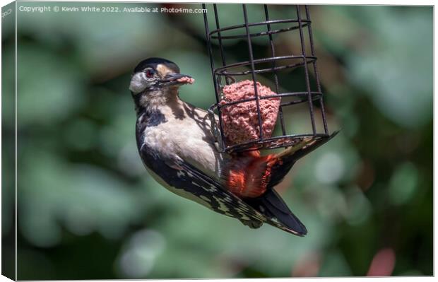 Woodpecker on garden feeder Canvas Print by Kevin White