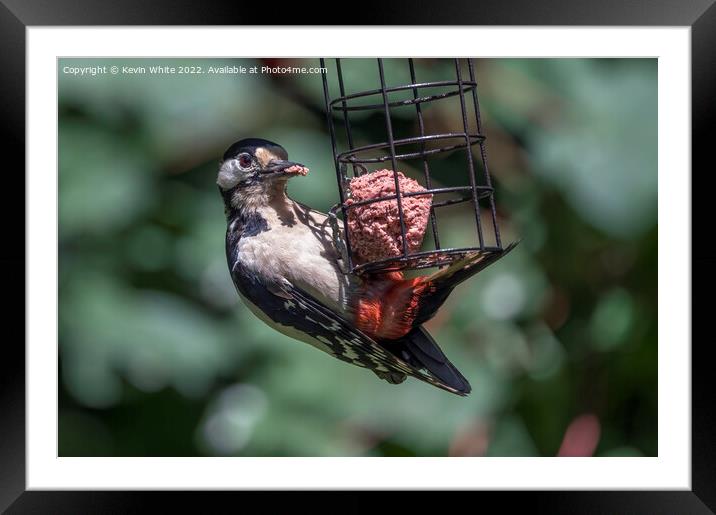 Woodpecker on garden feeder Framed Mounted Print by Kevin White