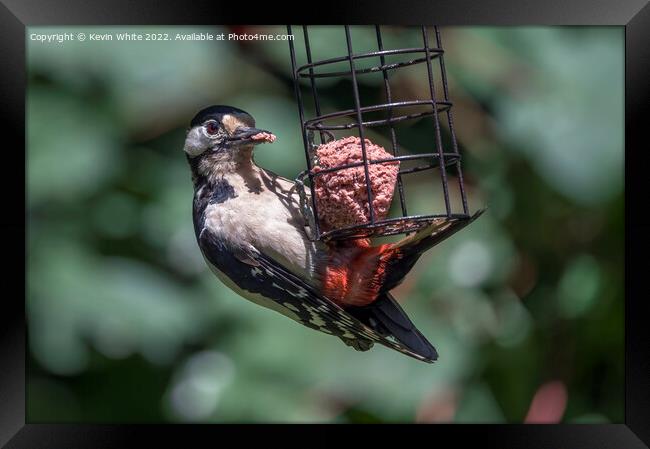 Woodpecker on garden feeder Framed Print by Kevin White