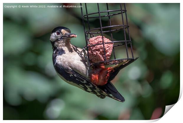 Woodpecker on garden feeder Print by Kevin White