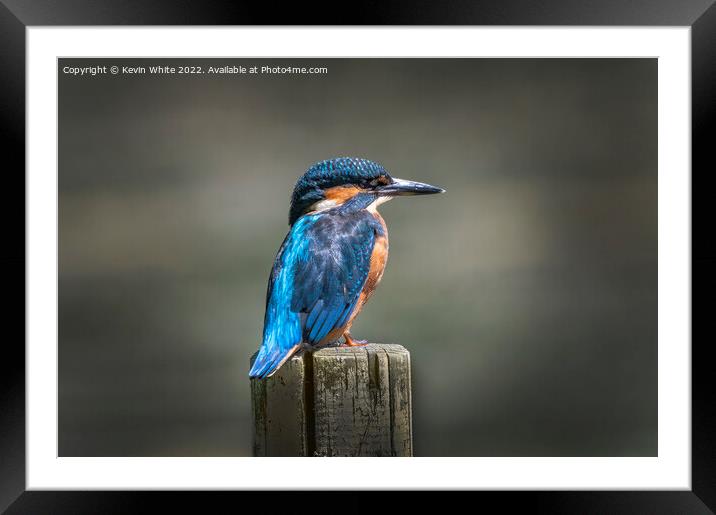 Kingfisher sitting on post Framed Mounted Print by Kevin White