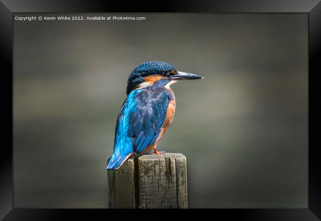 Kingfisher sitting on post Framed Print by Kevin White