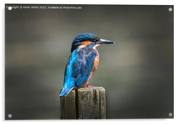 Kingfisher sitting on post Acrylic by Kevin White