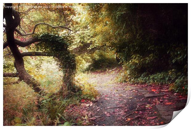 The Woodland Path 3 Print by Christine Lake