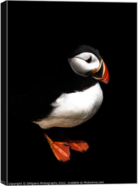 The Puffin Canvas Print by DiFigiano Photography