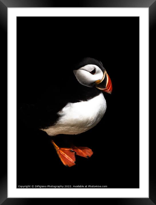 The Puffin Framed Mounted Print by DiFigiano Photography