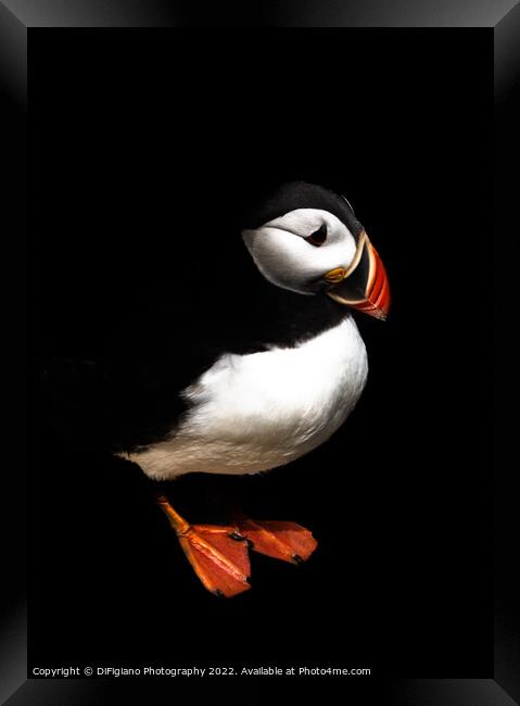The Puffin Framed Print by DiFigiano Photography