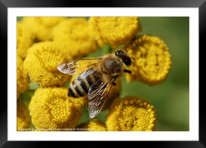 European Honeybee on Yellow Tansy Flowers Framed Mounted Print by John Mitchell