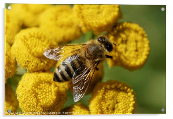 European Honeybee on Yellow Tansy Flowers Acrylic by John Mitchell