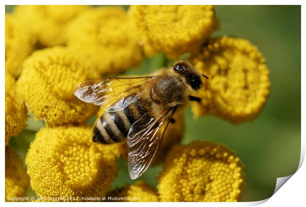 European Honeybee on Yellow Tansy Flowers Print by John Mitchell