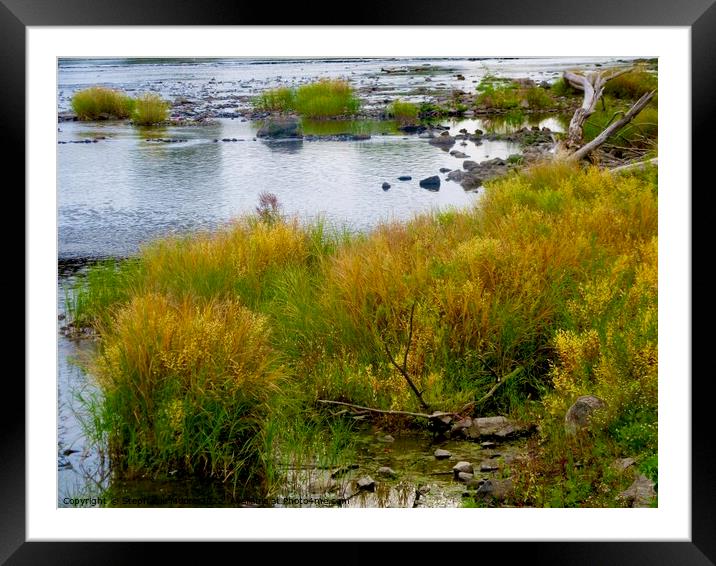 Reeds in the Rideau River, Ottawa, ON Framed Mounted Print by Stephanie Moore