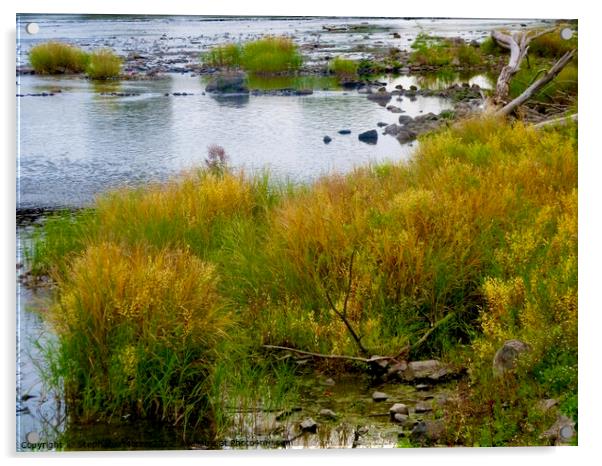 Reeds in the Rideau River, Ottawa, ON Acrylic by Stephanie Moore