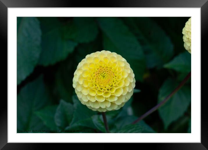 Yellow Flower Framed Mounted Print by Tom Sharpe