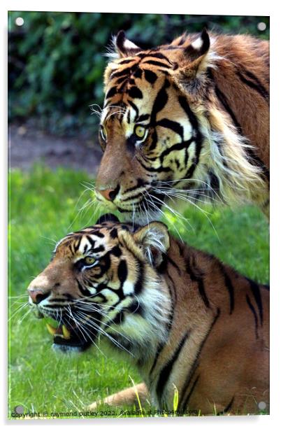 Sumatran Tigers Acrylic by Ray Putley