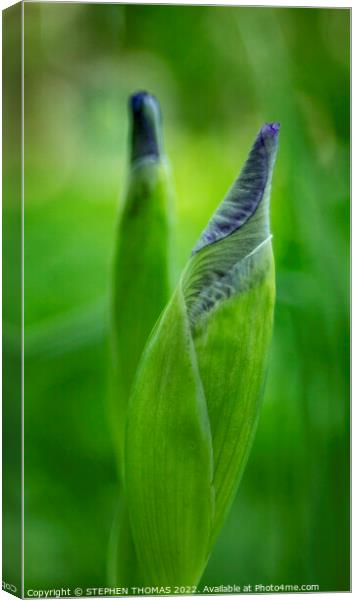 Purple Iris Buds Canvas Print by STEPHEN THOMAS