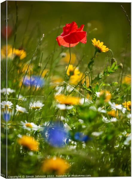Wind blown Poppy flower Canvas Print by Simon Johnson